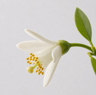 Orange blossom